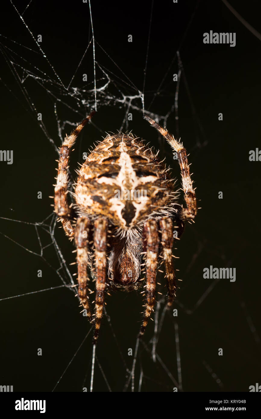 Darwin's bark spider (Caerostris darwini) Madagascar Stock Photo - Alamy