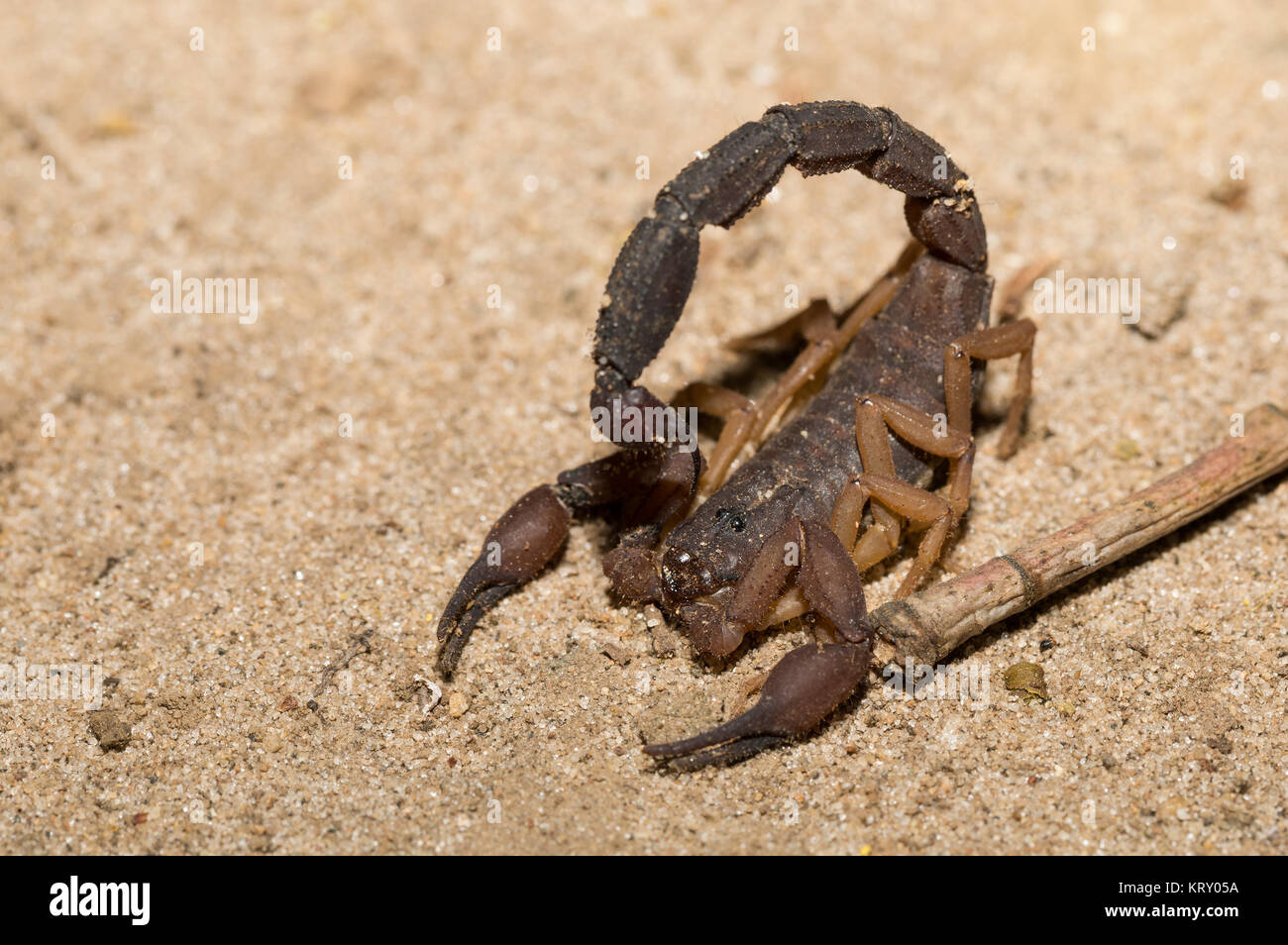 Scorpions, predatory arachnids Madagascar Stock Photo