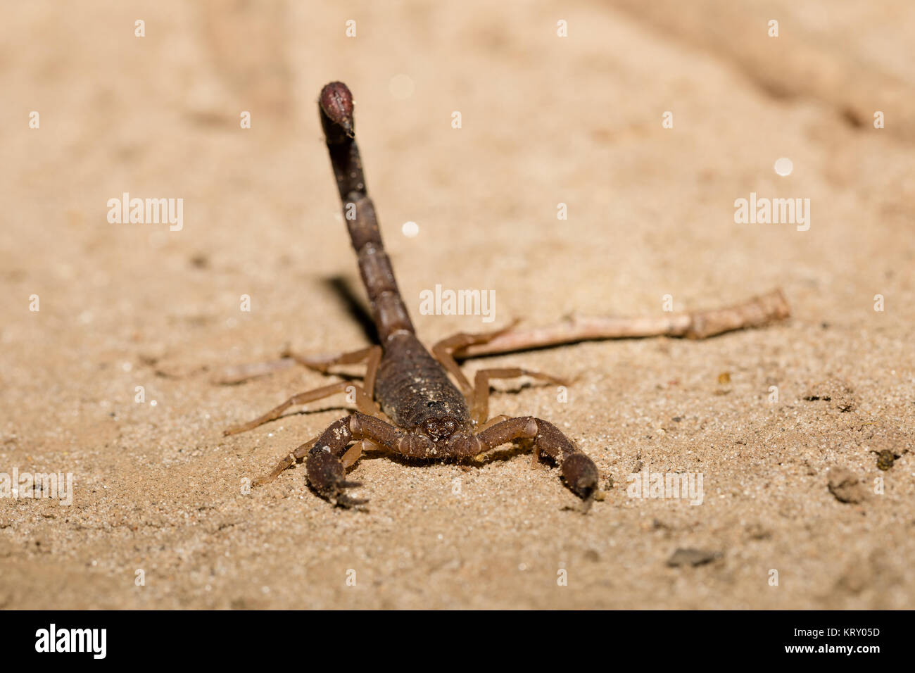 Scorpions, predatory arachnids Madagascar Stock Photo