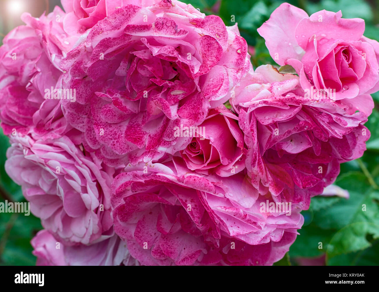 Bouquet pink roses, close-up Stock Photo - Alamy