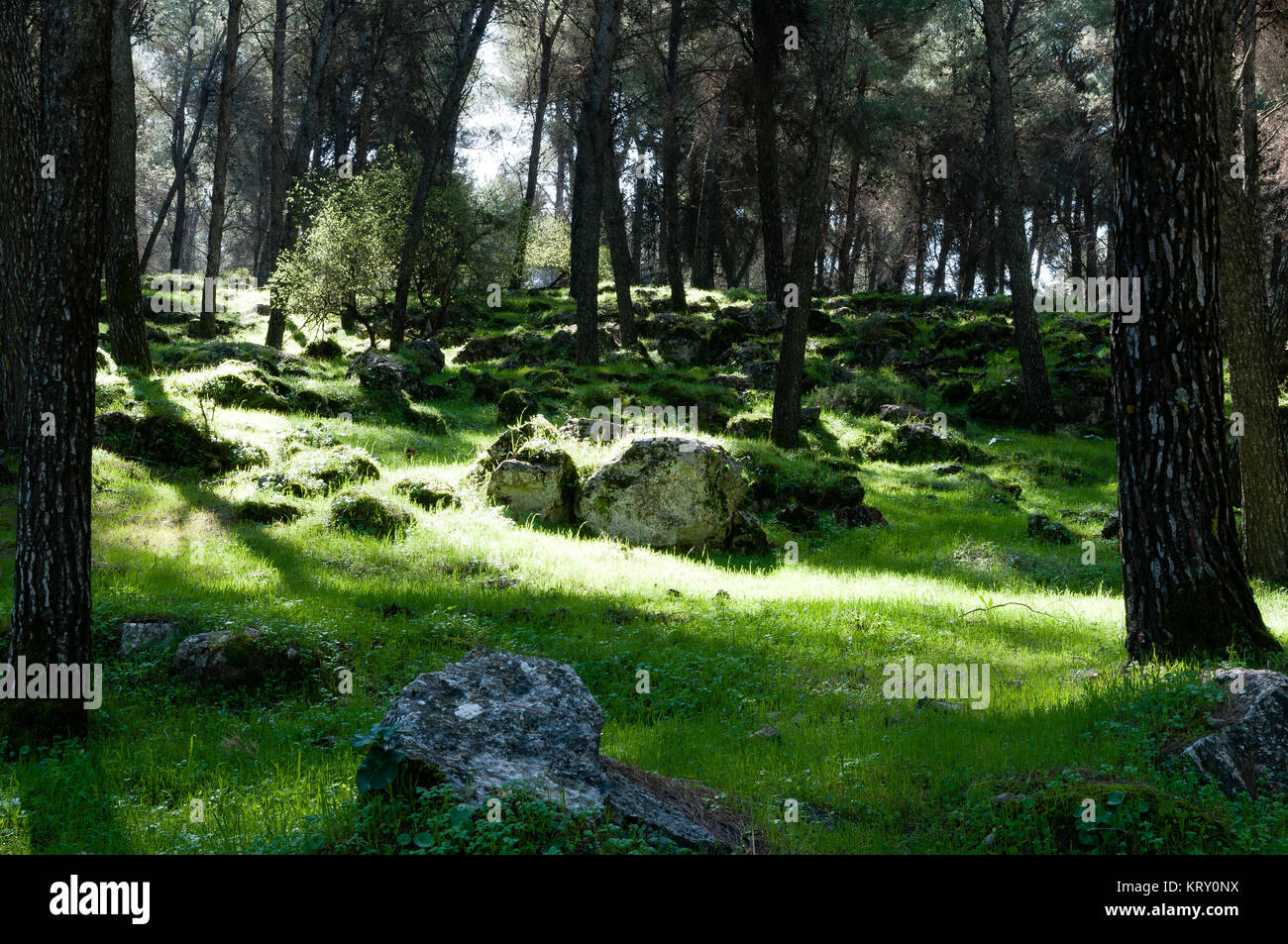 First fall tree during hi res stock photography and images Alamy