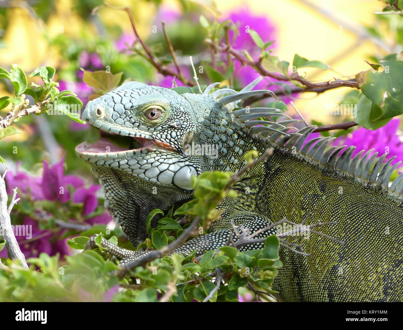 iguana Stock Photo
