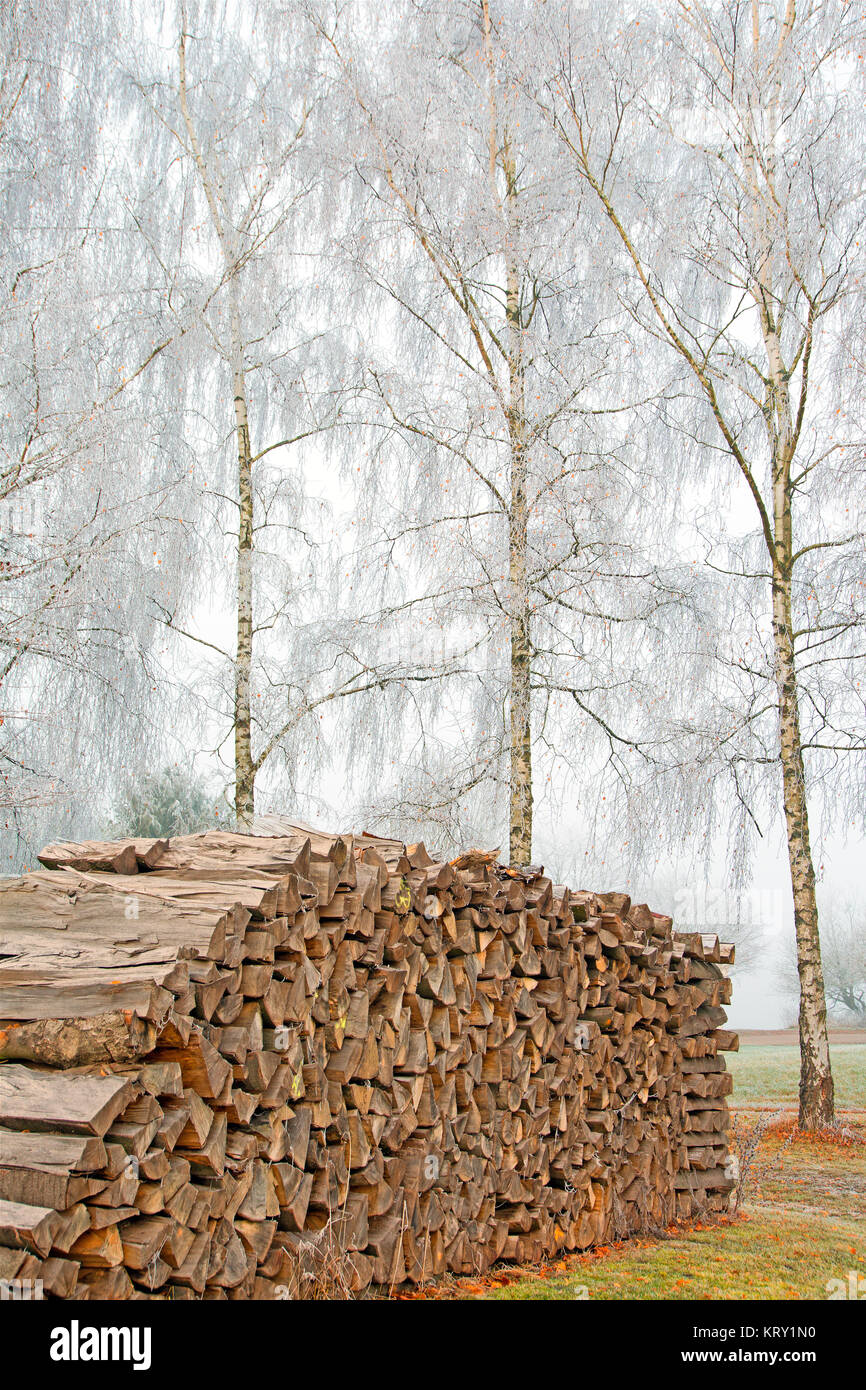 firewood and hanging birches in winter with hoarfrost Stock Photo