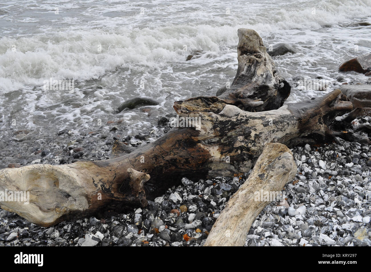 shore by the sea with flotsam Stock Photo Alamy