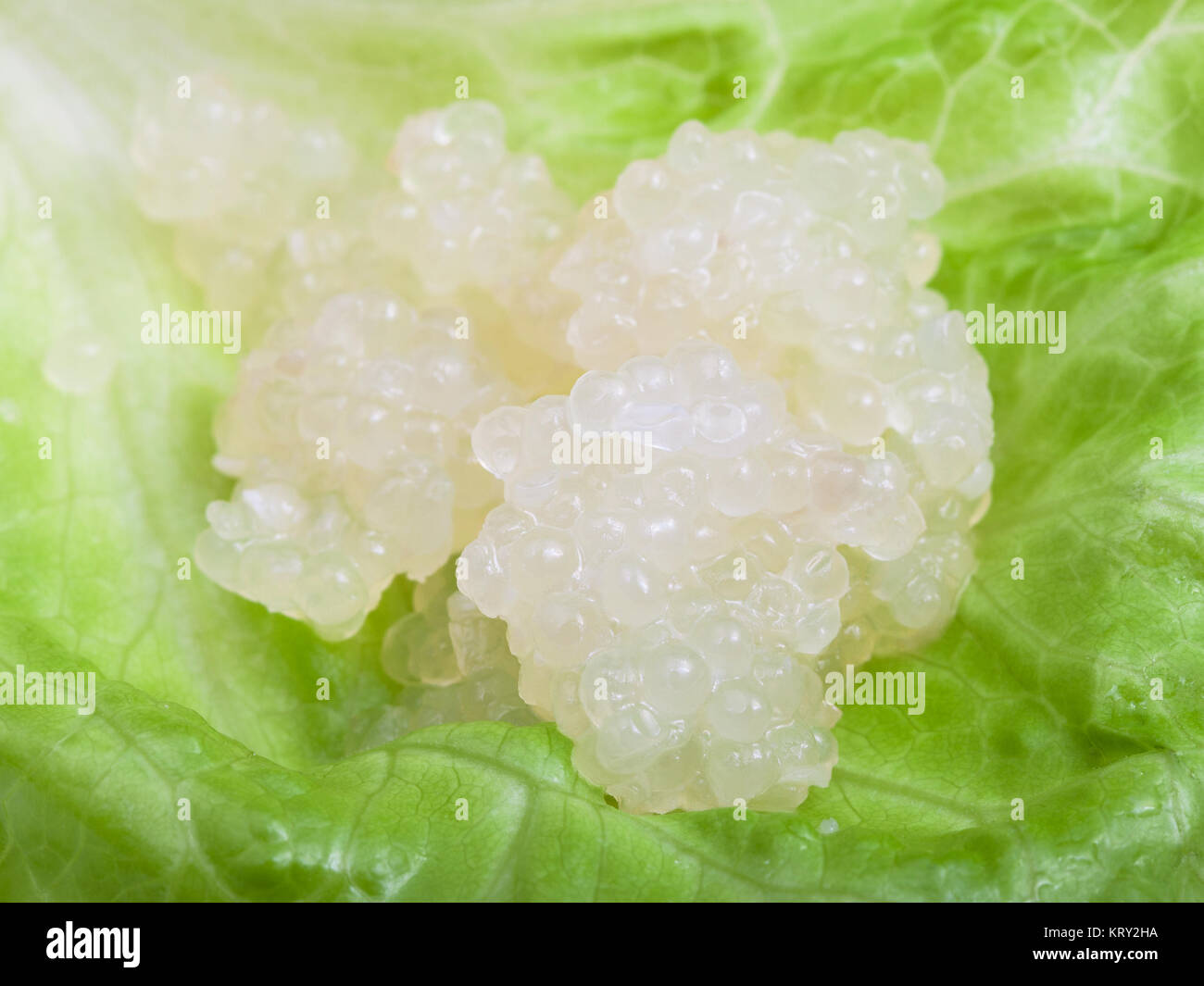 salty caviar of halibut fish on green leaf Stock Photo