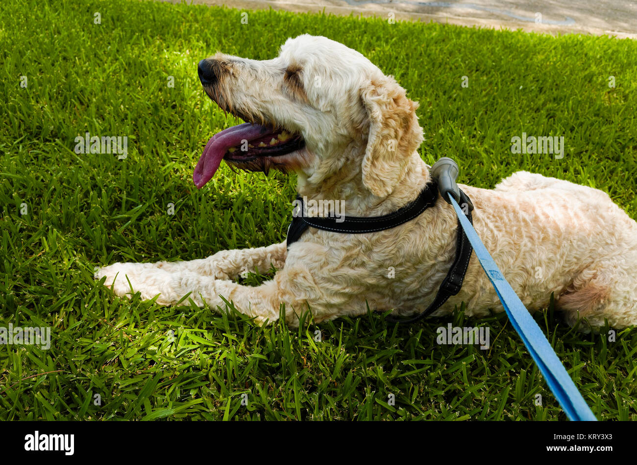 A happy dog lying on the grass with its tongue sticking out Stock Photo ...