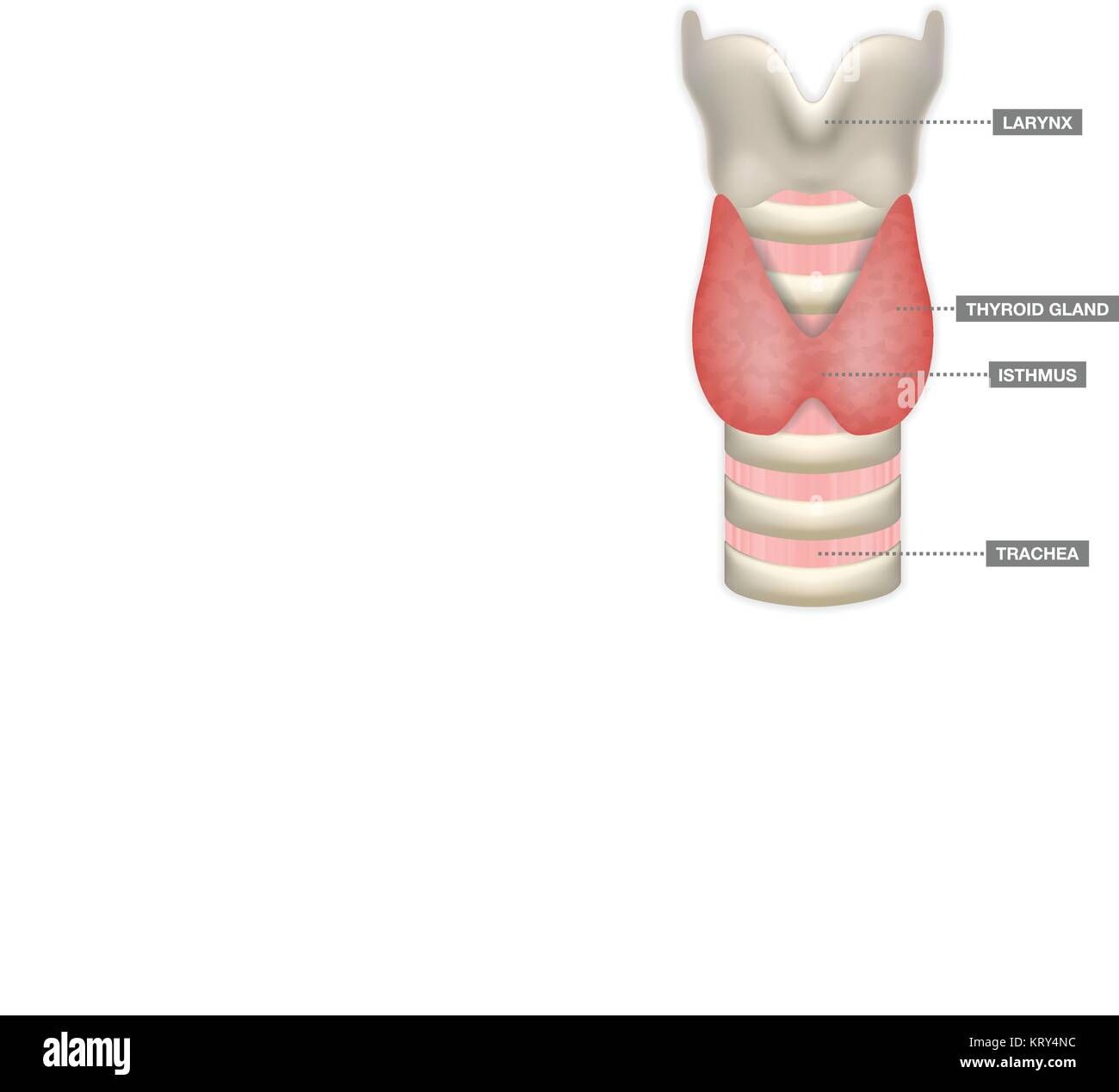 Anatomy Of Thyroid Gland With Trachea, Isthmus And Larynx. Medical