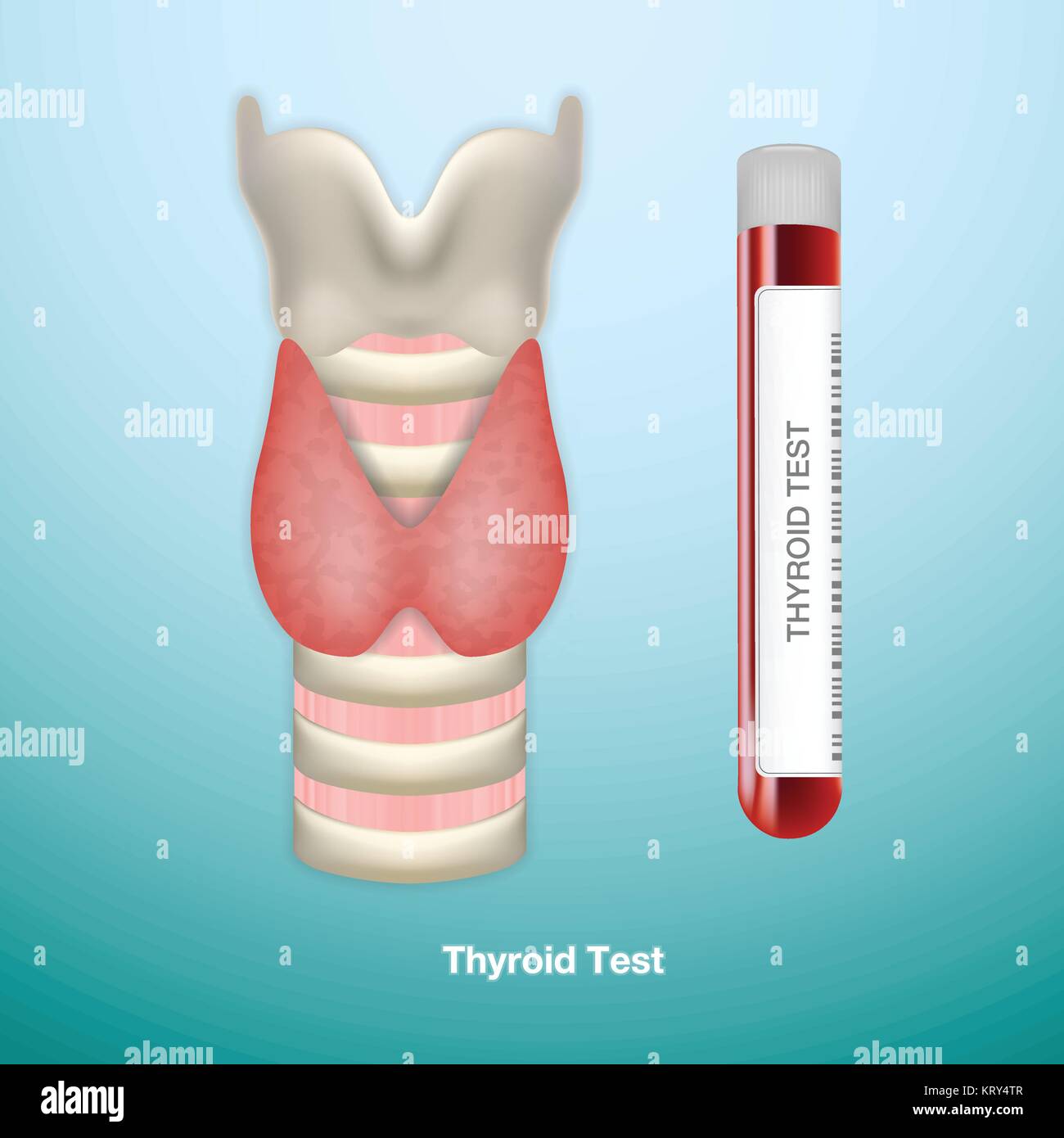Test Tube With Blood For Thyroid Test And Healthy Thyroid. Endocrinology System Or Hormone