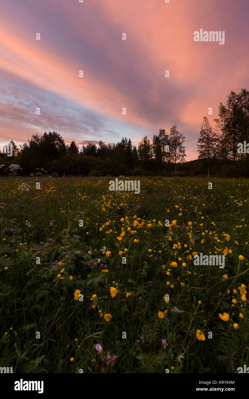 Field at sunset in Vasterbotten, Sweden Stock Photo