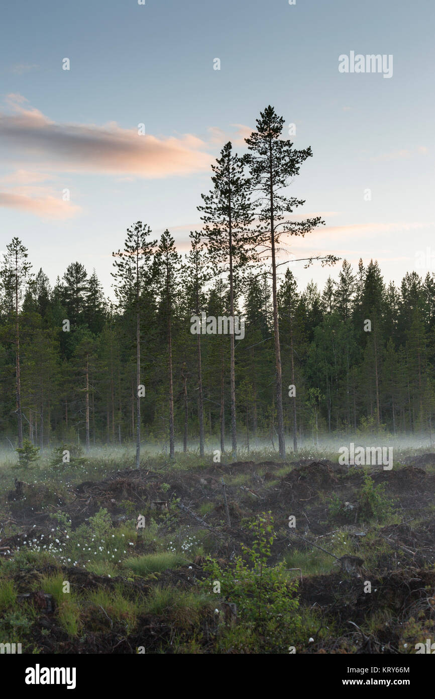Forest in Vasterbotten, Sweden Stock Photo