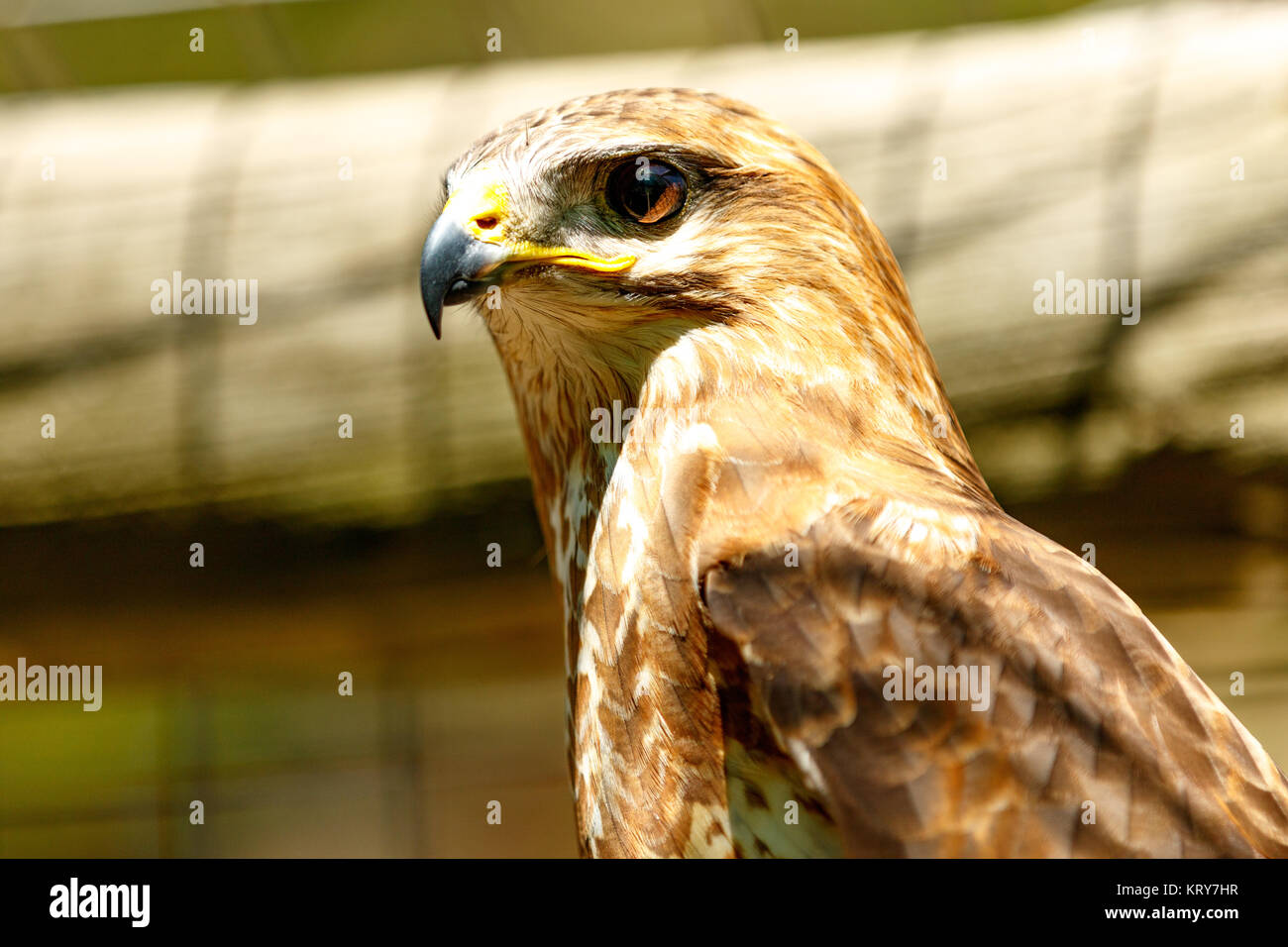 Brown Eagle Stock Photo Alamy