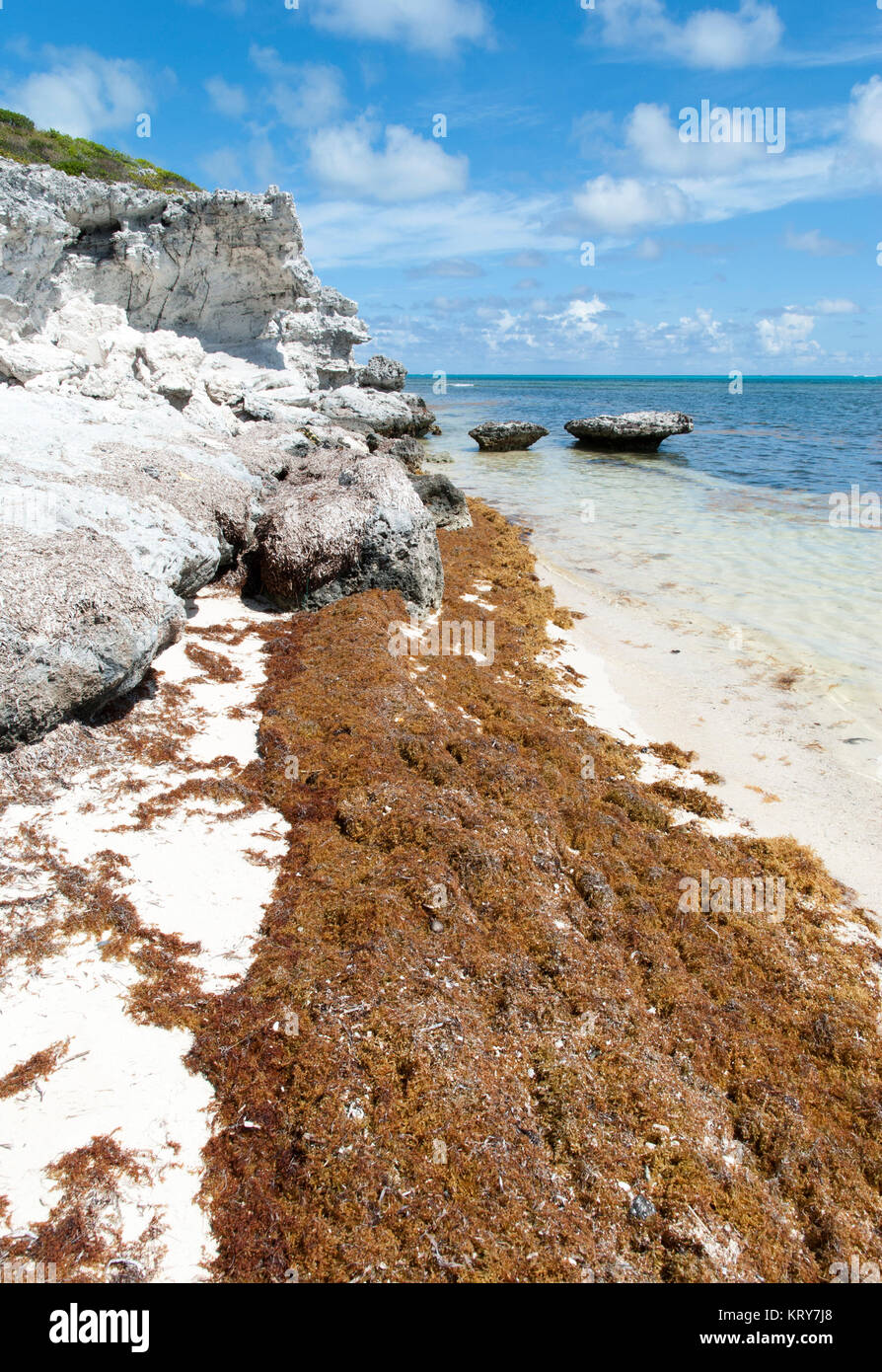 Seaweed Caribbean Beach Stock Photo - Alamy