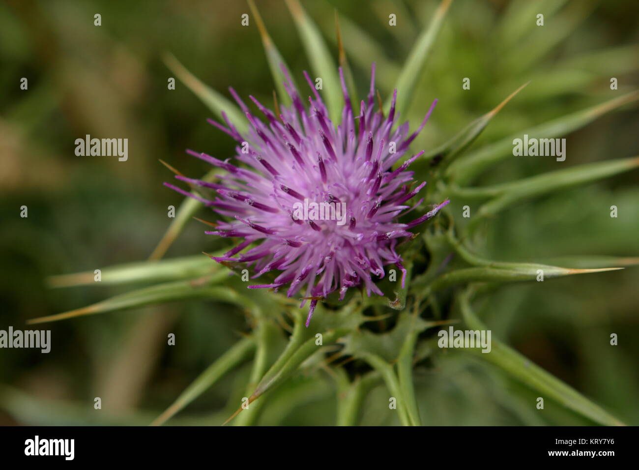 a flowering thistle Stock Photo