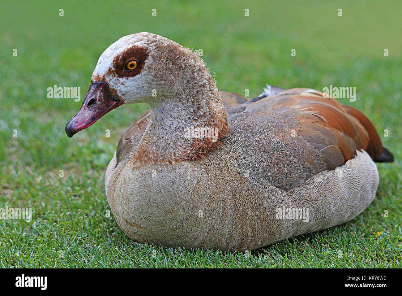 Egyptian Goose - British Waterfowl Association Species account for