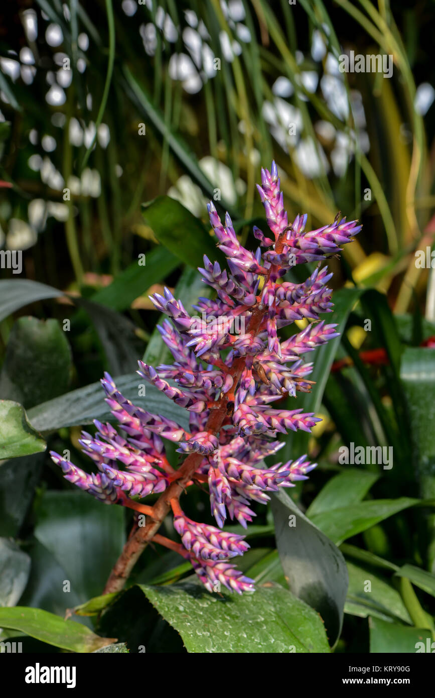 colorful bromeliad Stock Photo