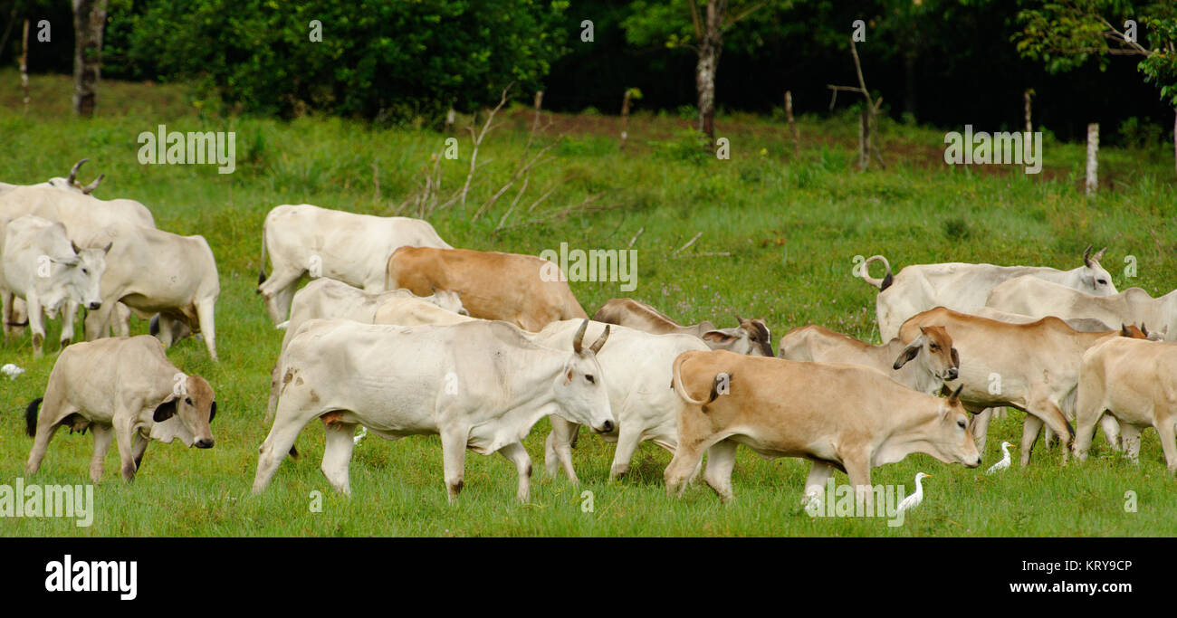 Herd of cows, Costa Rica Stock Photo