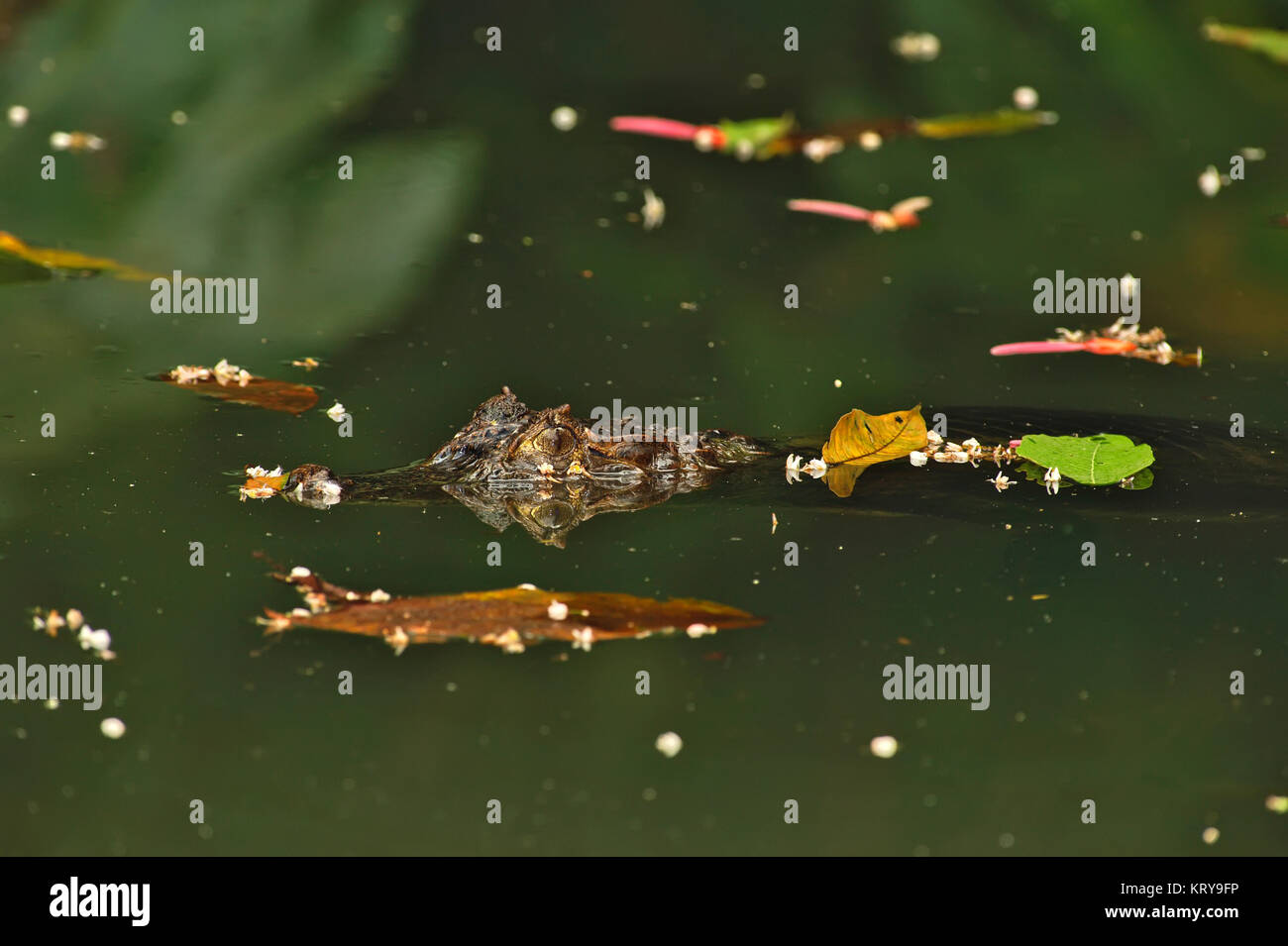 Alligator, Costa Rica Stock Photo - Alamy