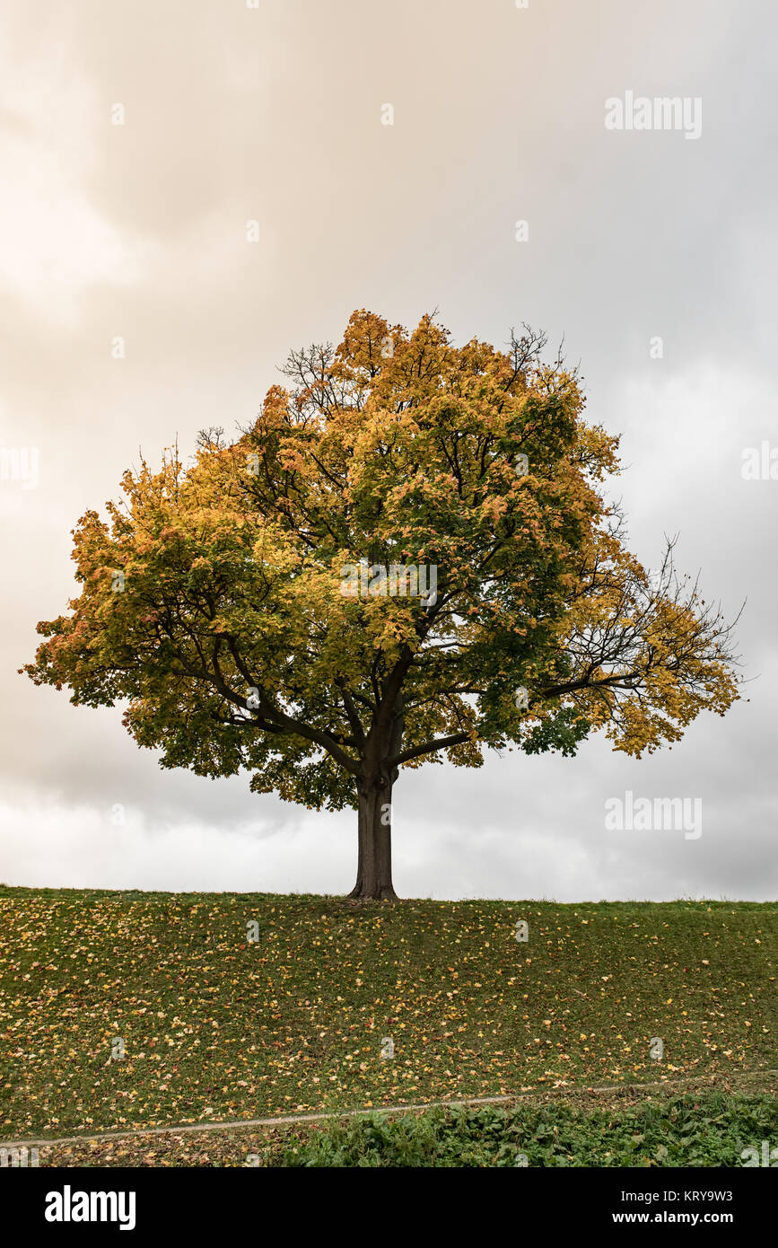 Autumn tree on sky background Stock Photo - Alamy