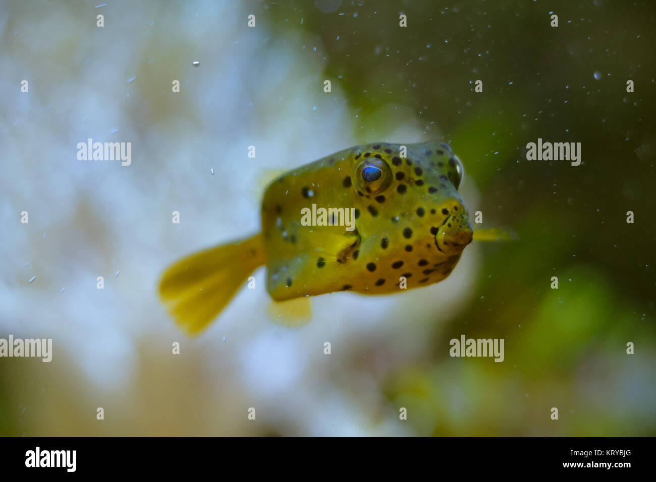 small boxfish Stock Photo Alamy