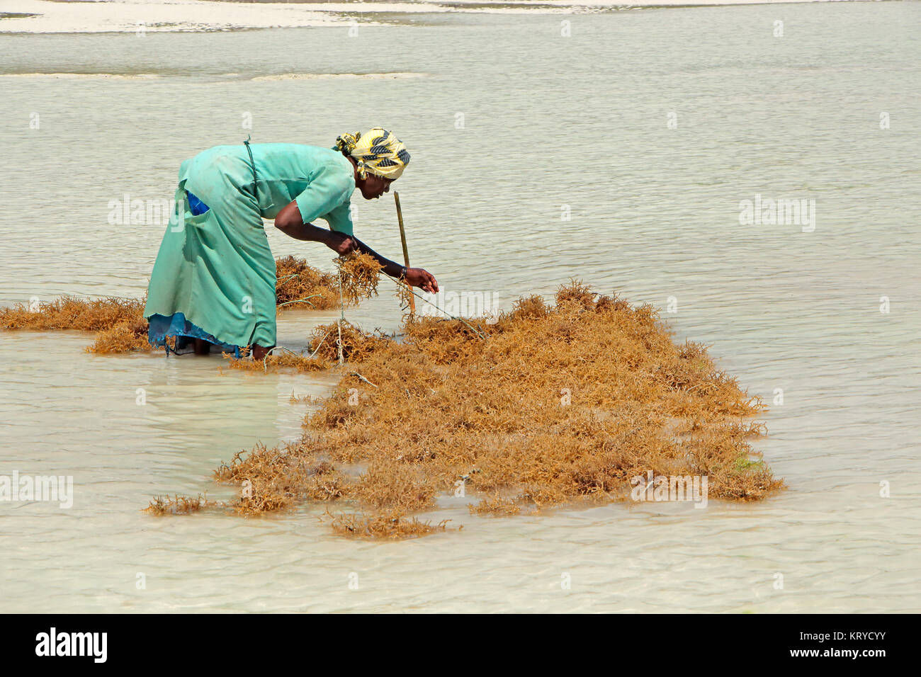 ZANZIBAR, TANZANIA - OCTOBER 25, 2014: Unidentified woman harvesting cultivated seaweed in the shallow, clear coastal waters of Zanzibar island Stock Photo