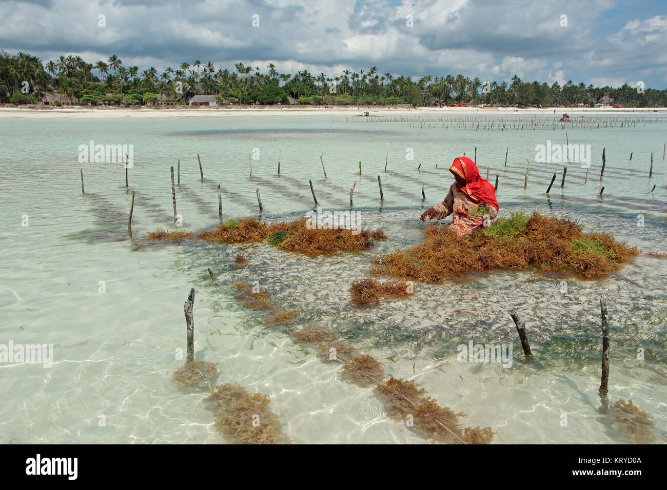 ZANZIBAR, TANZANIA - OCTOBER 25, 2014: Unidentified woman harvesting cultivated seaweed in the shallow, clear coastal waters of Zanzibar island Stock Photo