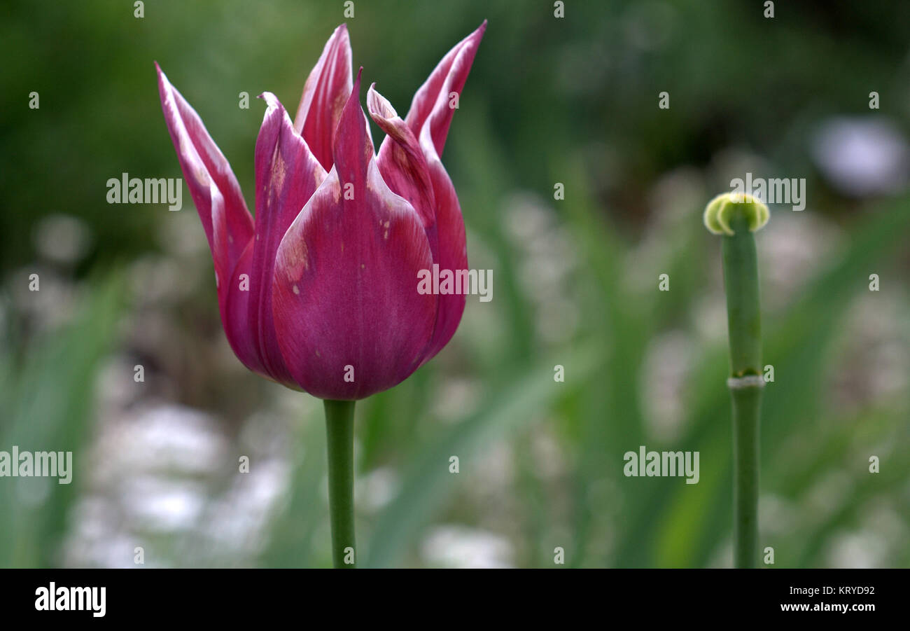 Lilienblutige Tulpe Hi-res Stock Photography And Images - Alamy