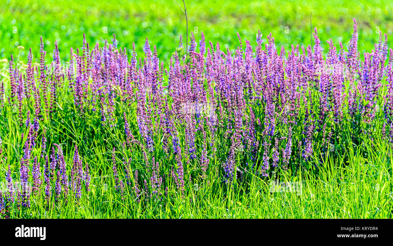 Mauve purple Lavandula angustifolia flowers in a green field, lavender, most commonly True Lavender or garden lavender, family Lamiaceae. Stock Photo