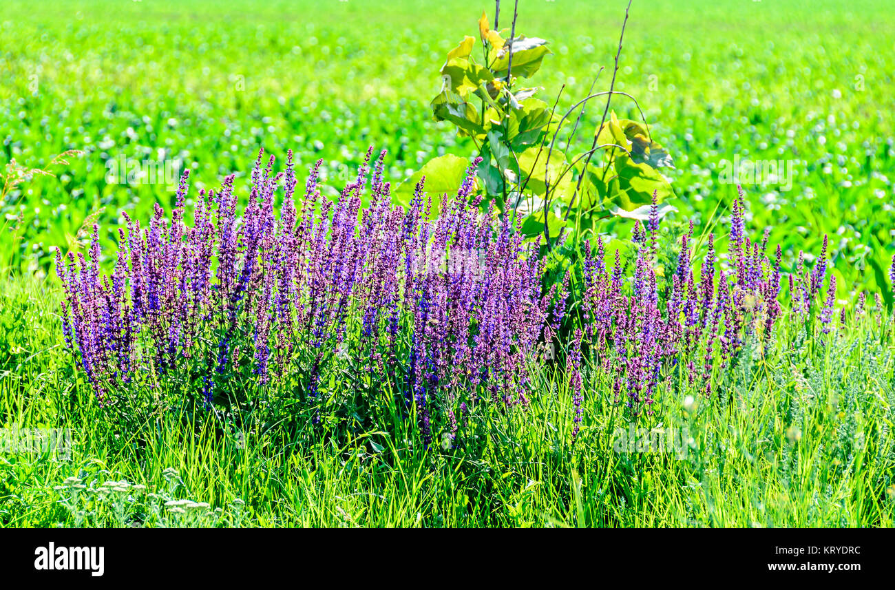 Mauve purple Lavandula angustifolia flowers in a green field, lavender, most commonly True Lavender or garden lavender, family Lamiaceae. Stock Photo