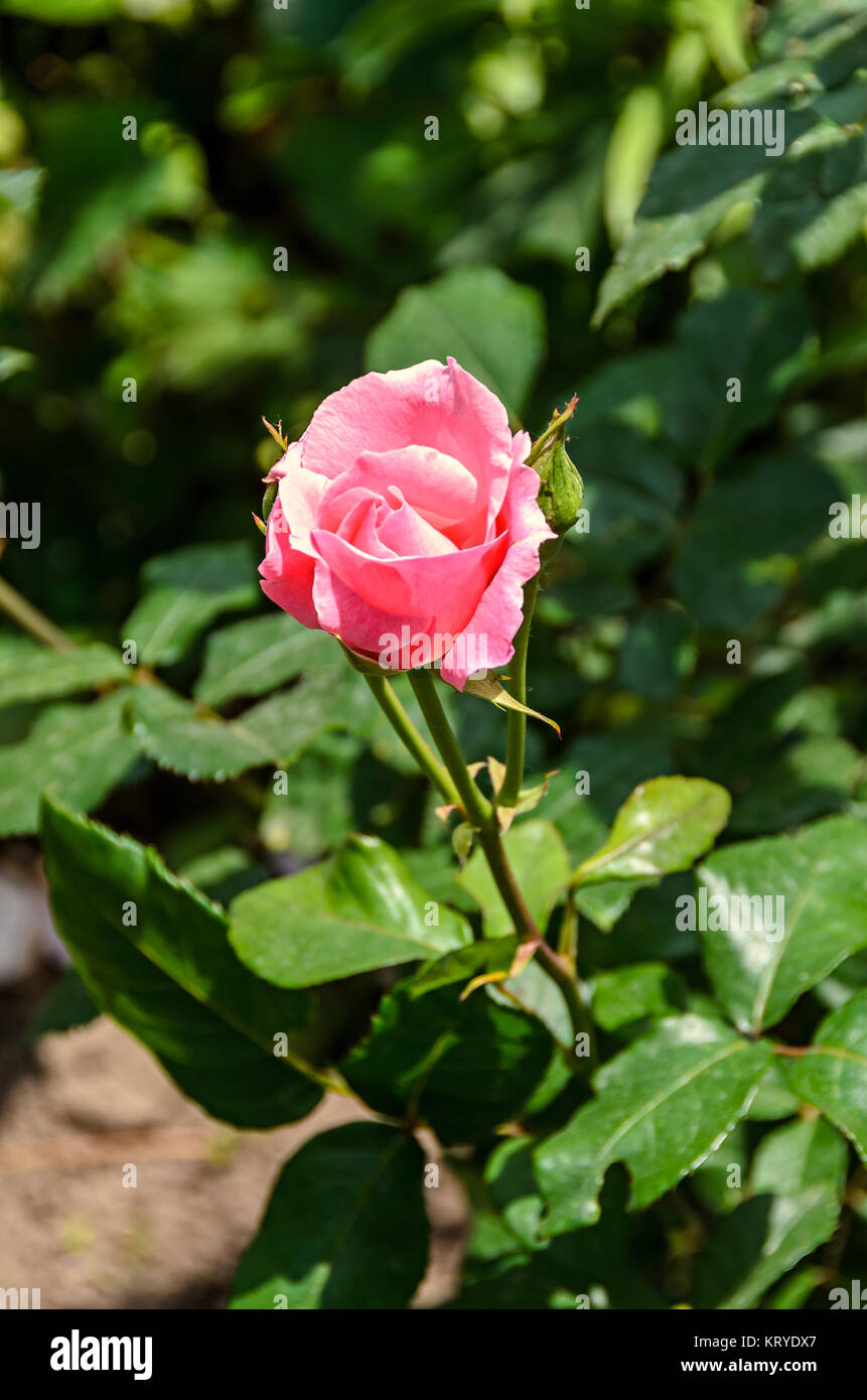 Pink rose bud flower, green branch plant, outdoor garden Stock Photo ...