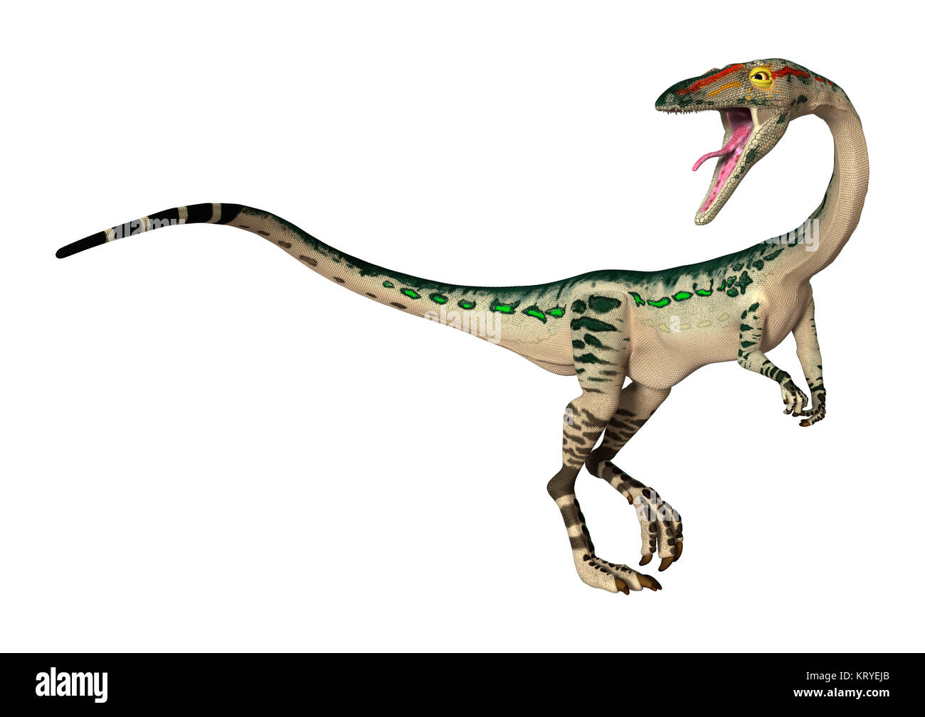 3D Rendering Dinosaur Coelophysis on White Stock Photo