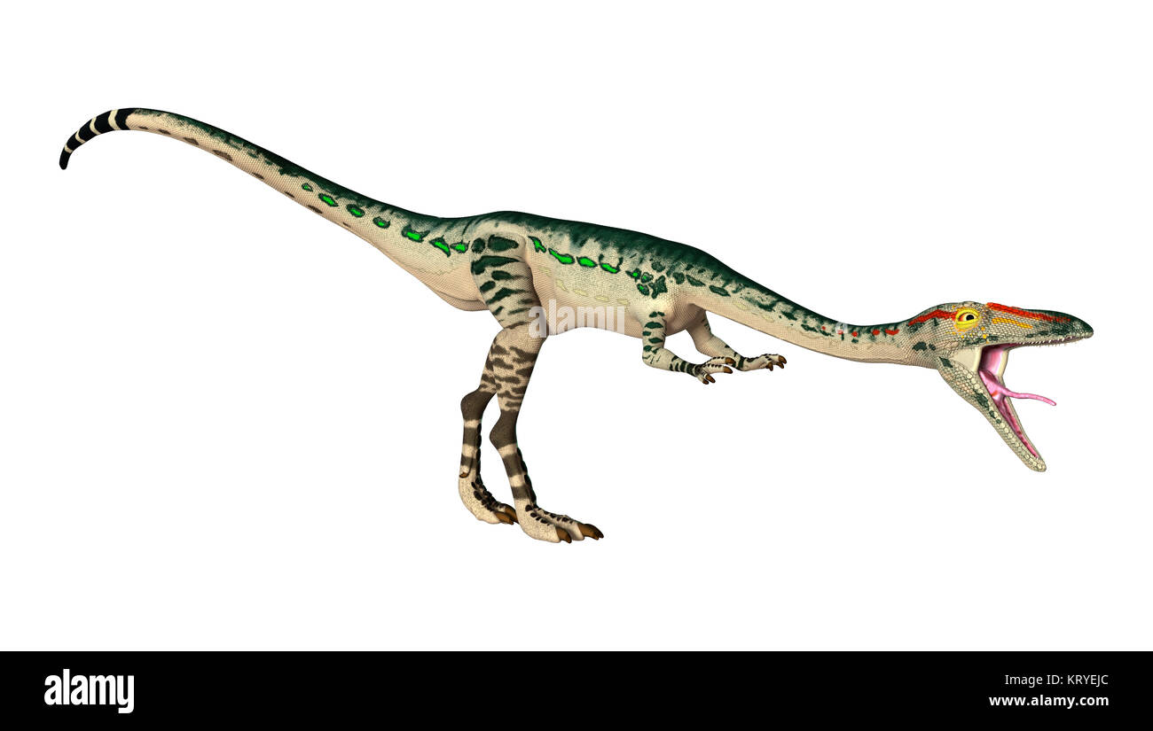 3D Rendering Dinosaur Coelophysis on White Stock Photo