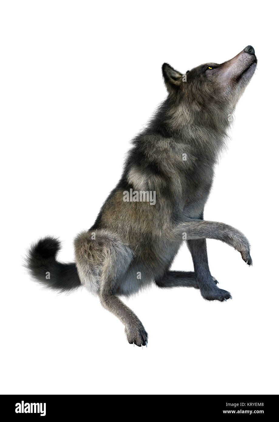 3D Rendering Gray Wolf on White Stock Photo