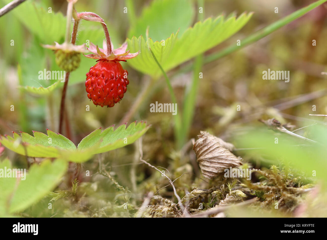 Detail of the ripe wild strawberry Stock Photo - Alamy
