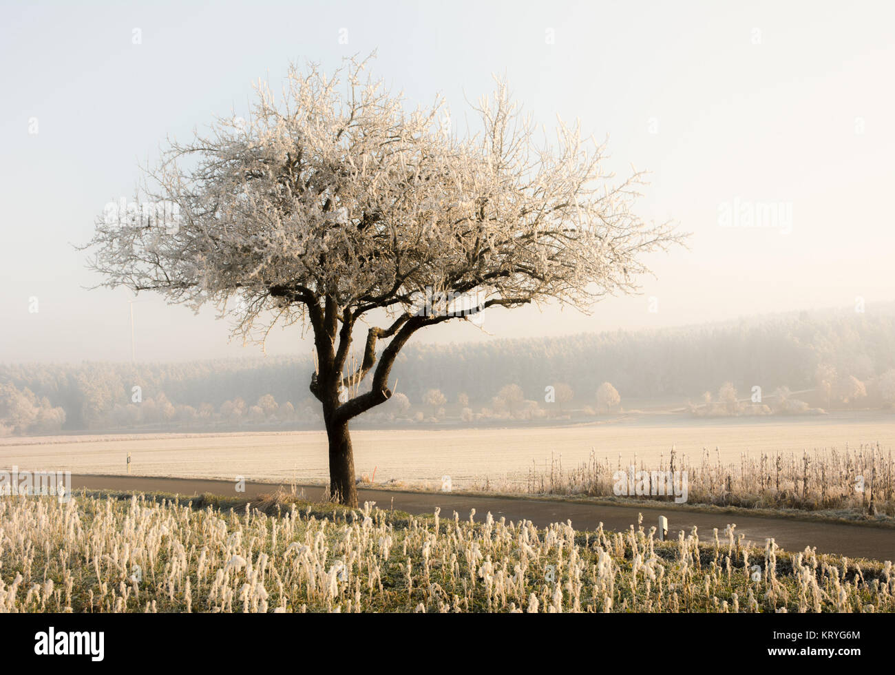 Lonely frosted tree in a foggy winter landscape Stock Photo - Alamy