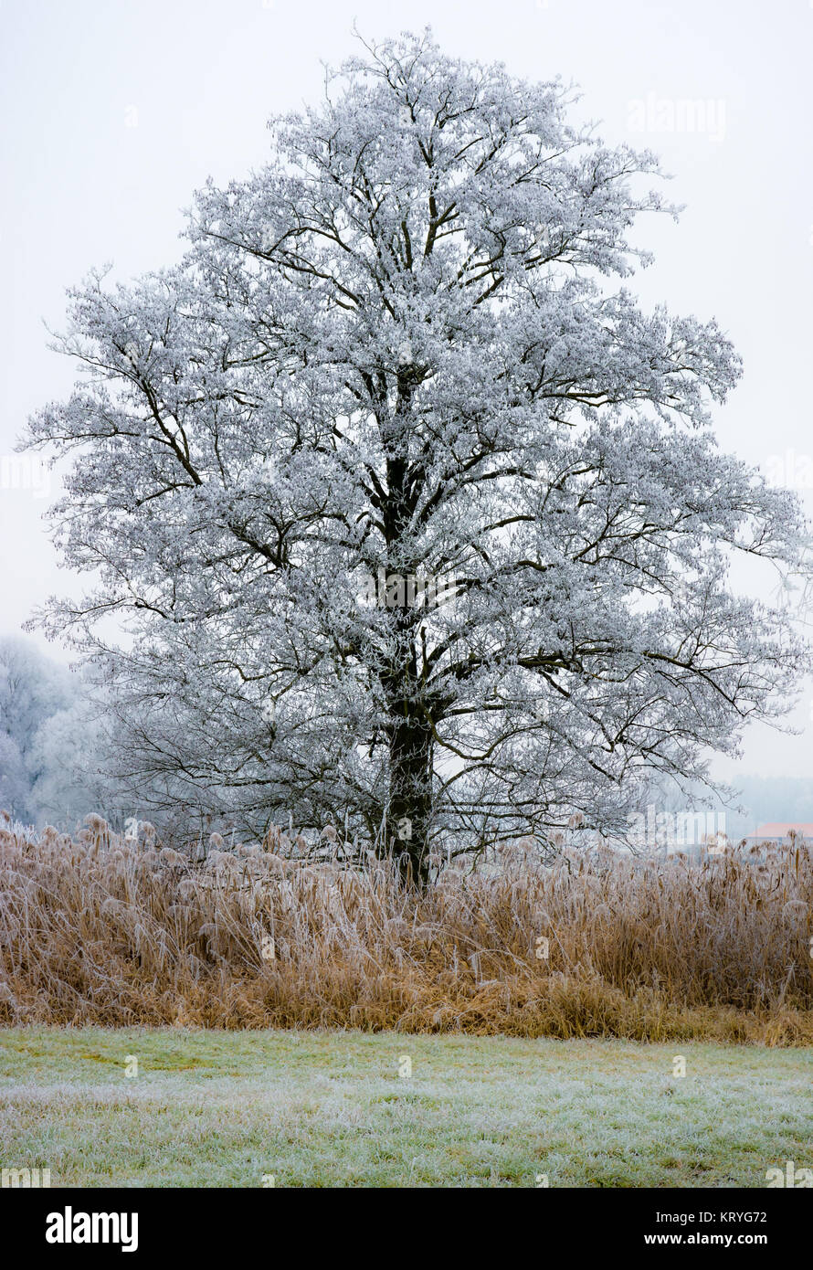 Lonely frosted tree in a foggy winter landscape Stock Photo - Alamy