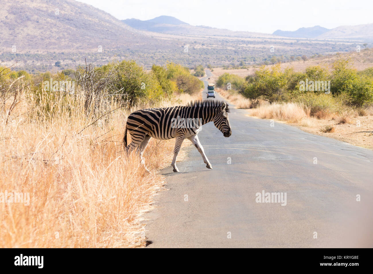 Zebra cross hires stock photography and images Alamy