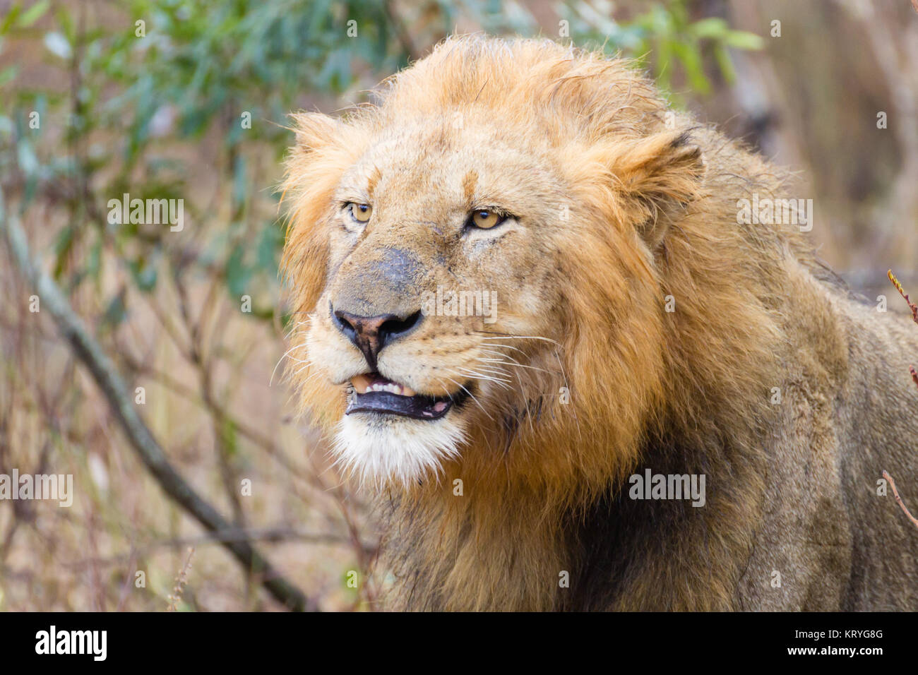 Lion from Kruger National Park, South Africa Stock Photo