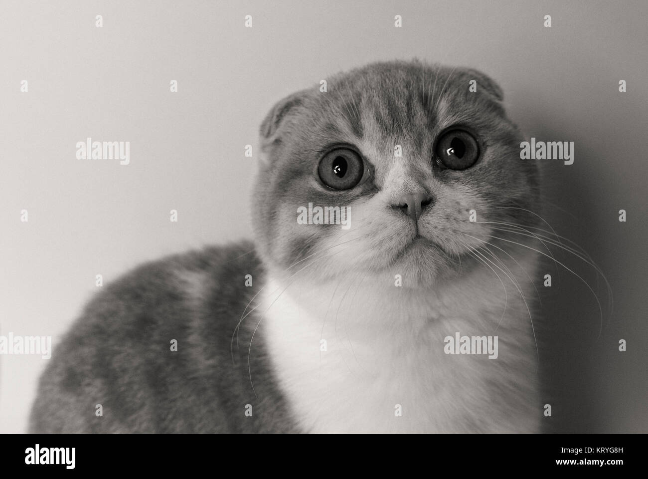 portrait of cat scottish fold Stock Photo