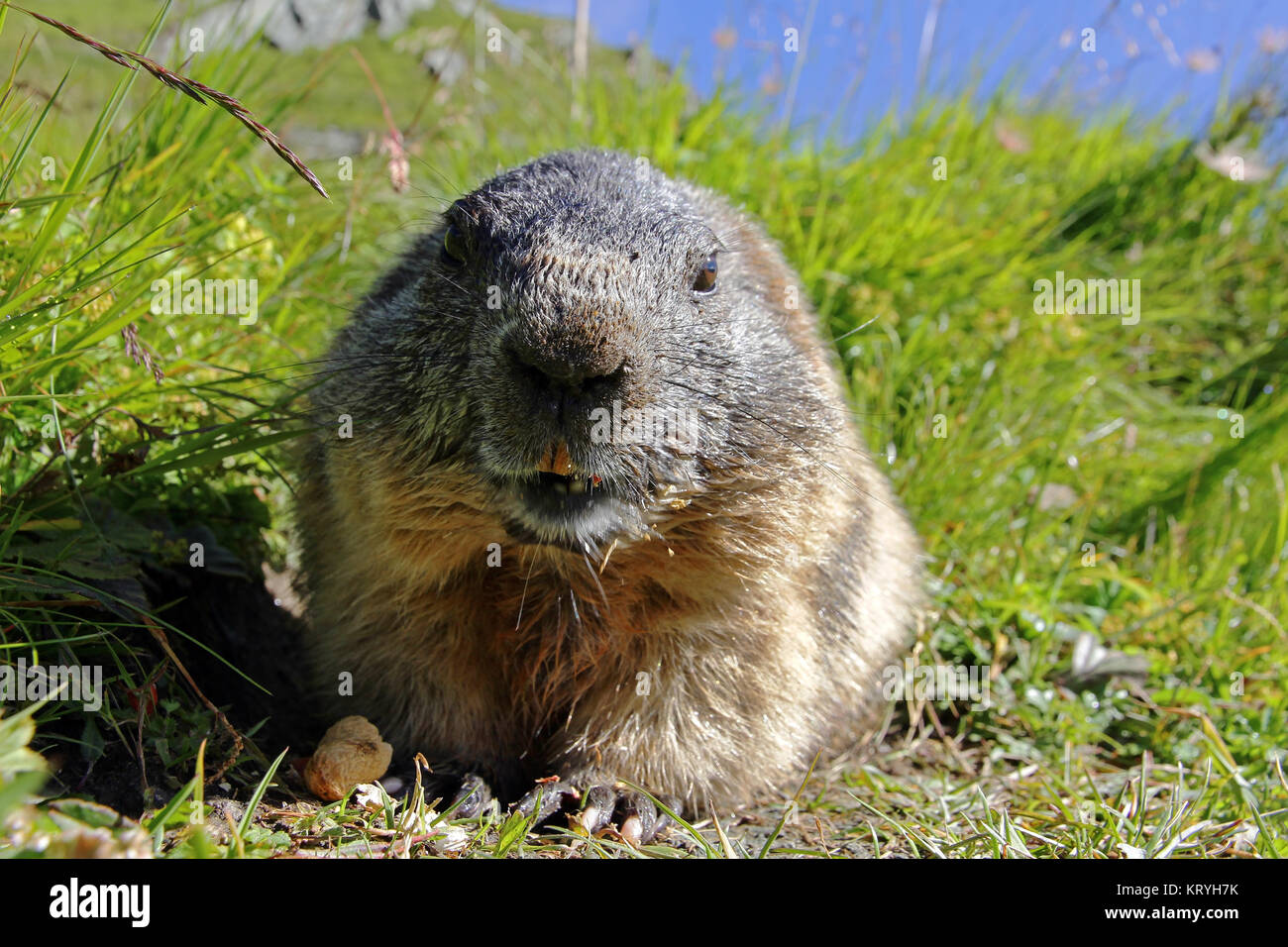 A close-up of a marmot in the mountains Stock Photo