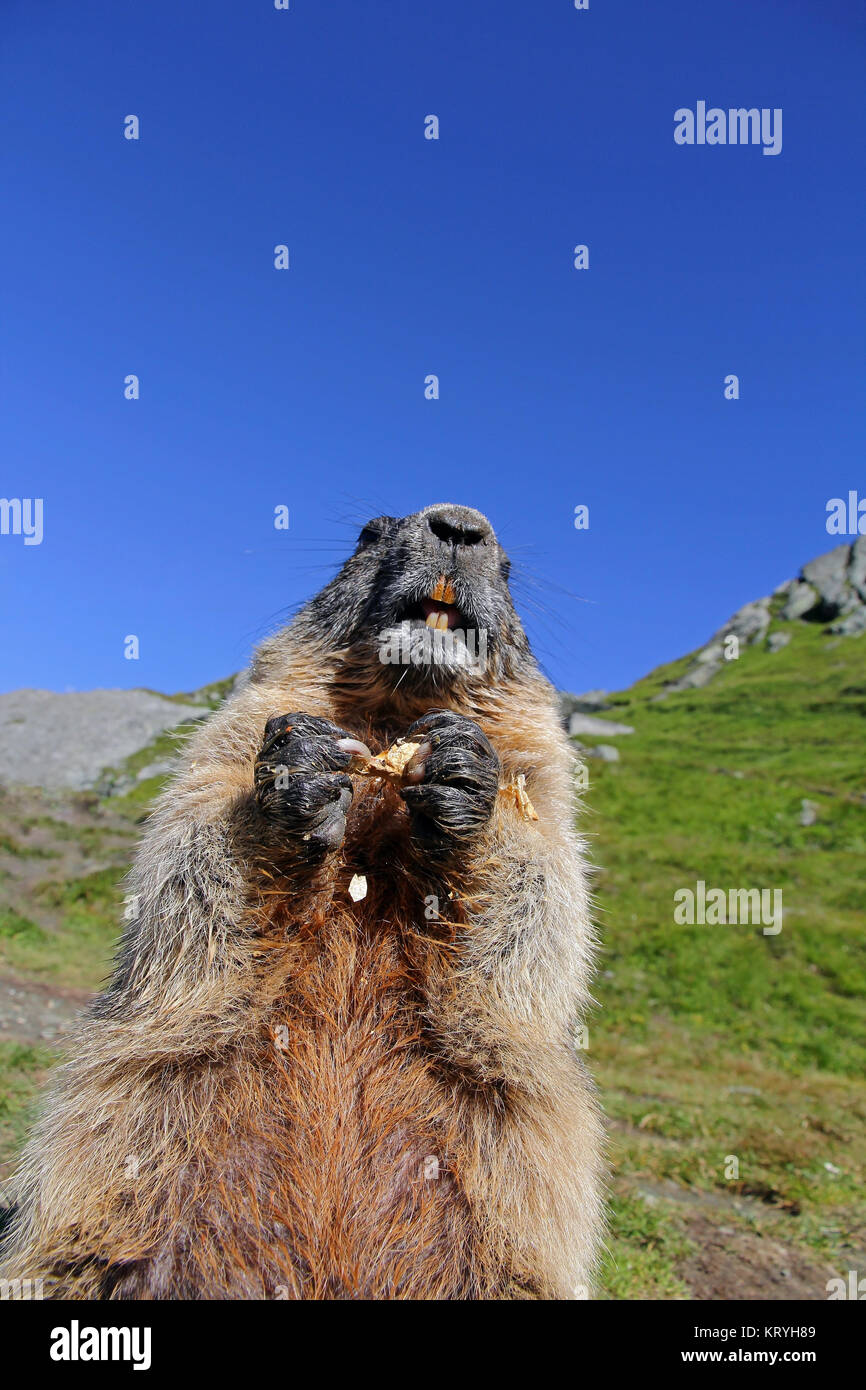 an alpine marmot makes males and eats with his paws Stock Photo