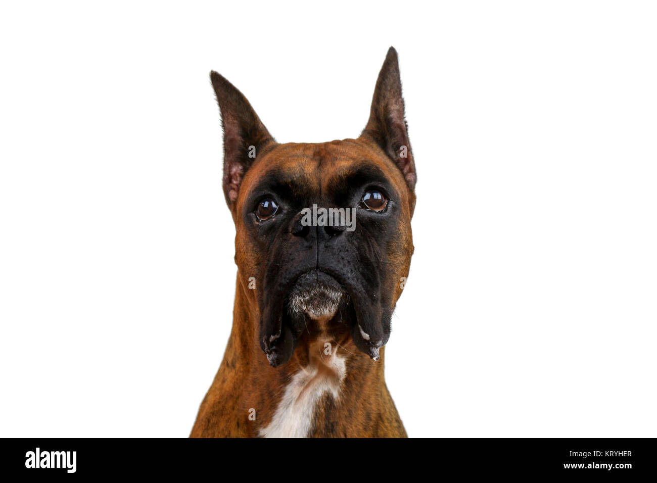 A purebred boxer dog looking at the camera Stock Photo