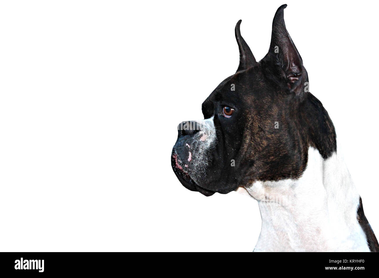Purebred Boxer Dog profile with cropped ears on white background Stock