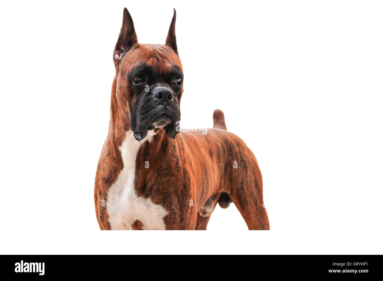 Purebred Boxer Dog isolated on white background Stock Photo - Alamy