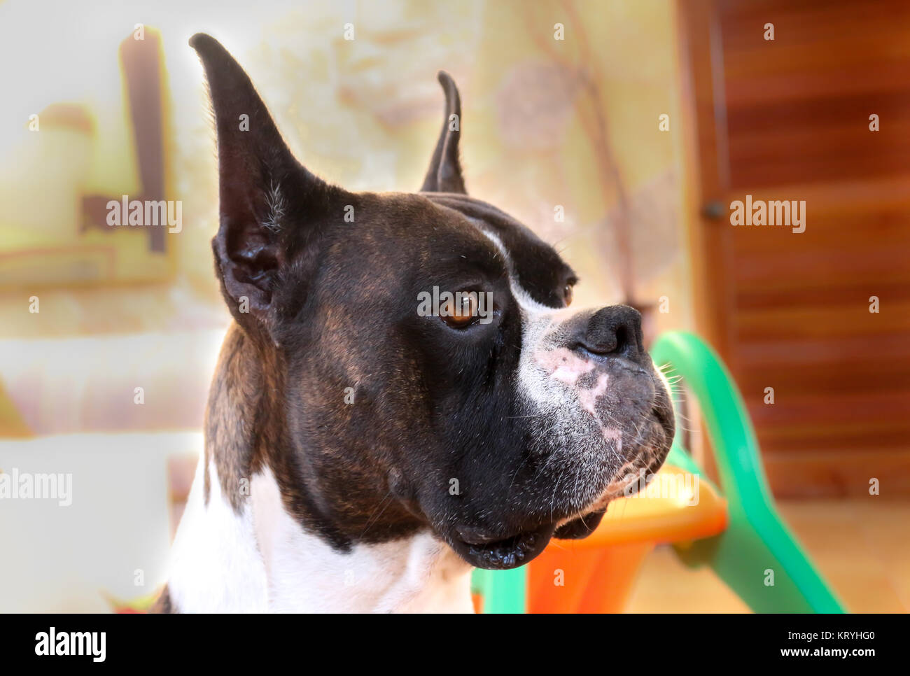 Boxer dog cropped ears hires stock photography and images Alamy