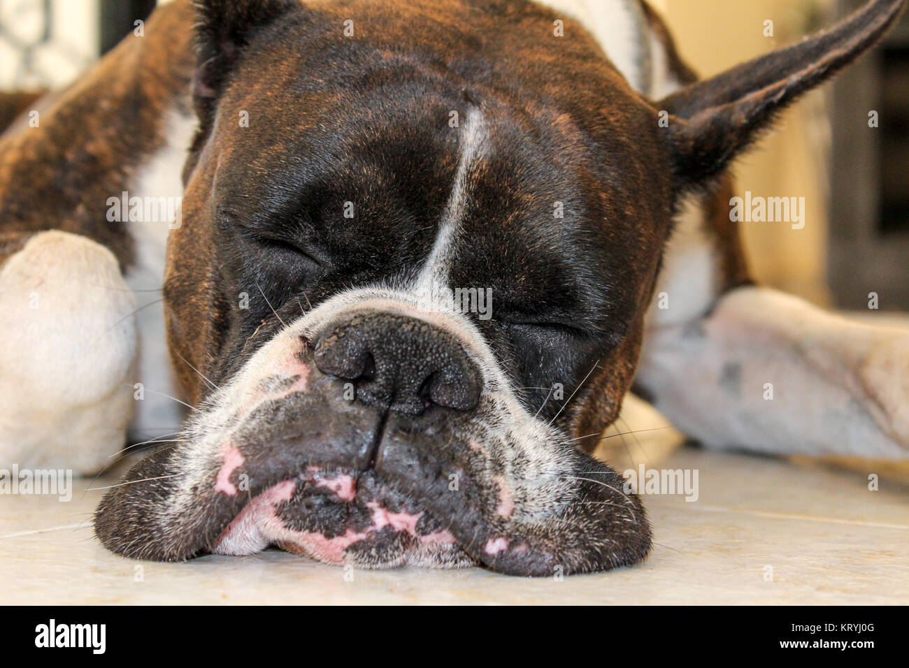 A young boxer dog sleeping soundly Stock Photo Alamy