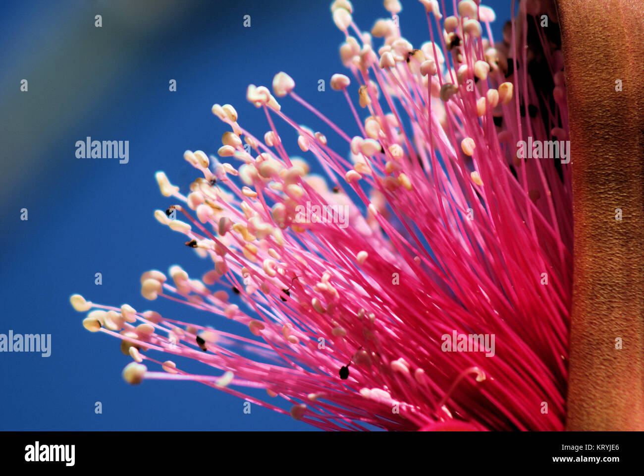 Native to Mexico, the Shaving Brush is a large deciduous tree to about 30 feet suitable down to 18 degrees. Coveted for it's unique brush-like flowers Stock Photo