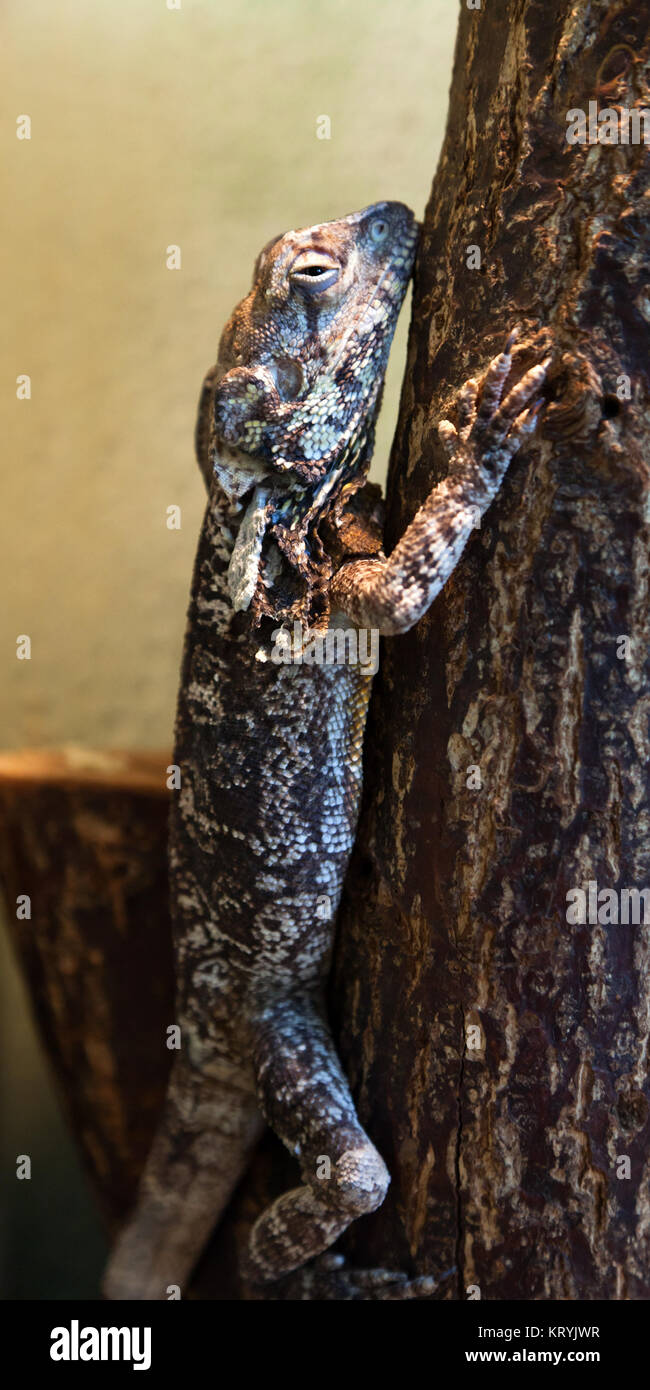 Reptile animal nature wildlife green iguana lizard Stock Photo - Alamy
