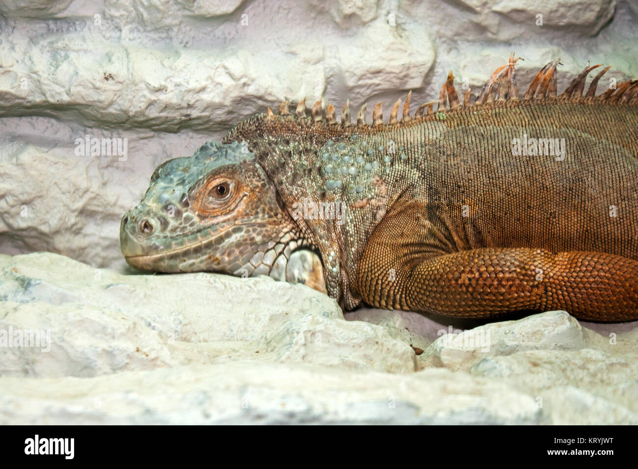 Reptile animal nature wildlife green iguana lizard Stock Photo - Alamy