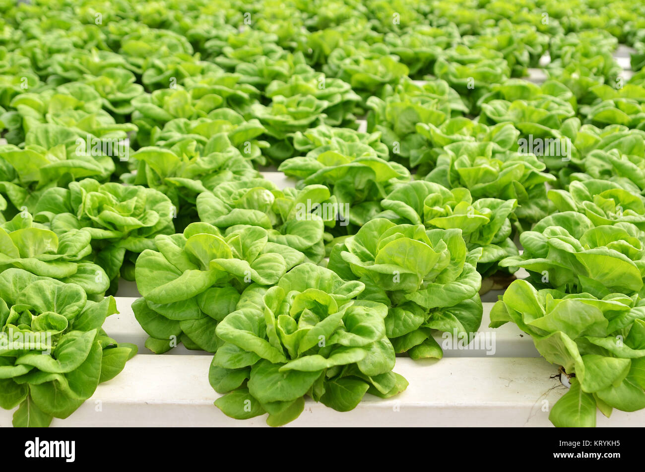 Commercial greenhouse soilless cultivation of vegetables Stock Photo