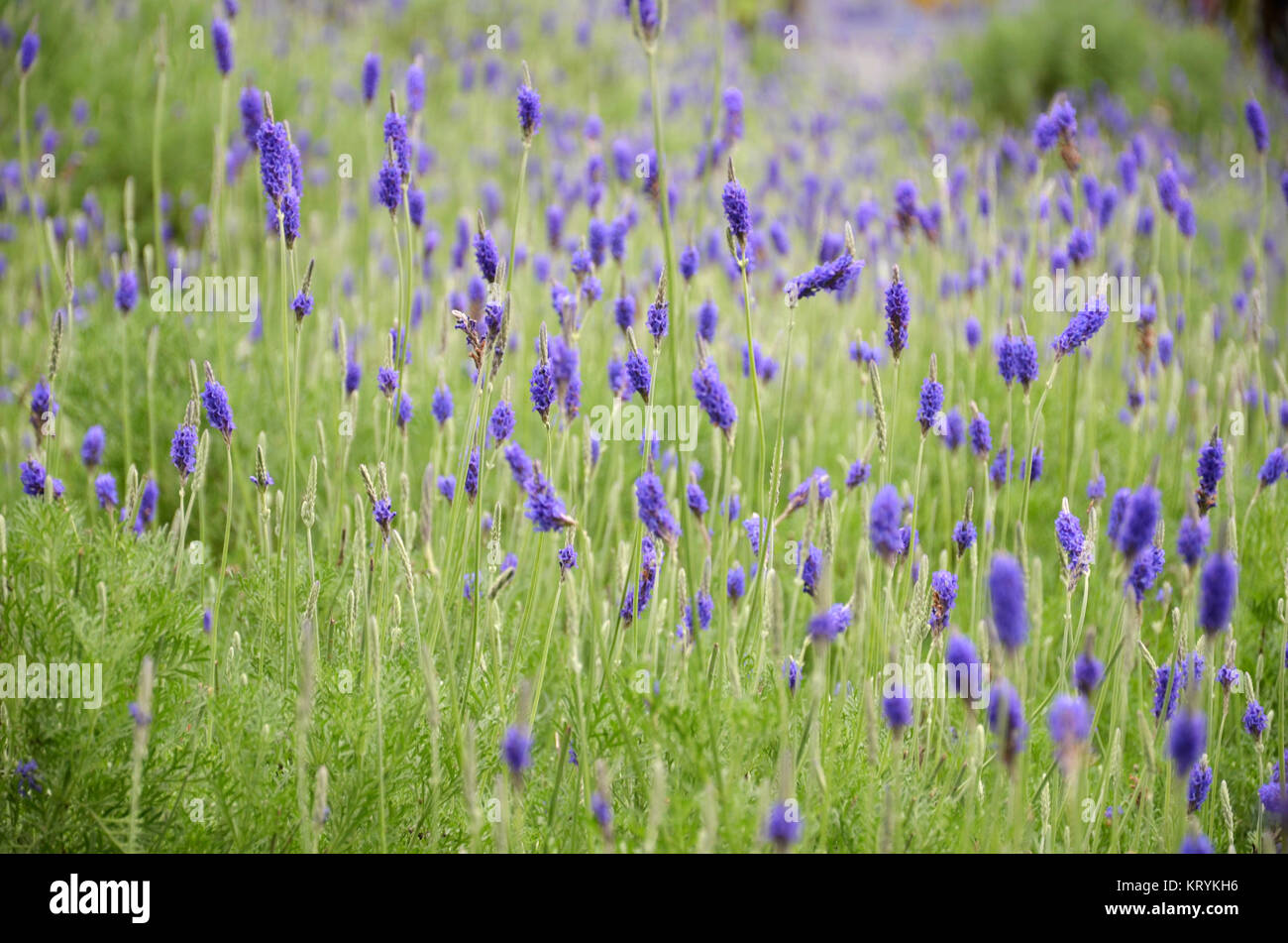 Lavender
